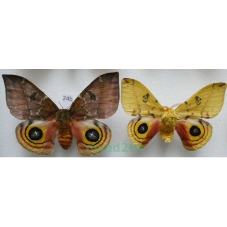 Automeris io (Fabricius, 1775) pair ex. ovo USA24b